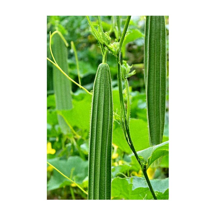Chive - Wholesale Plant Seeds - 2026 Luffa Sponge Vegetable Seeds Packet3