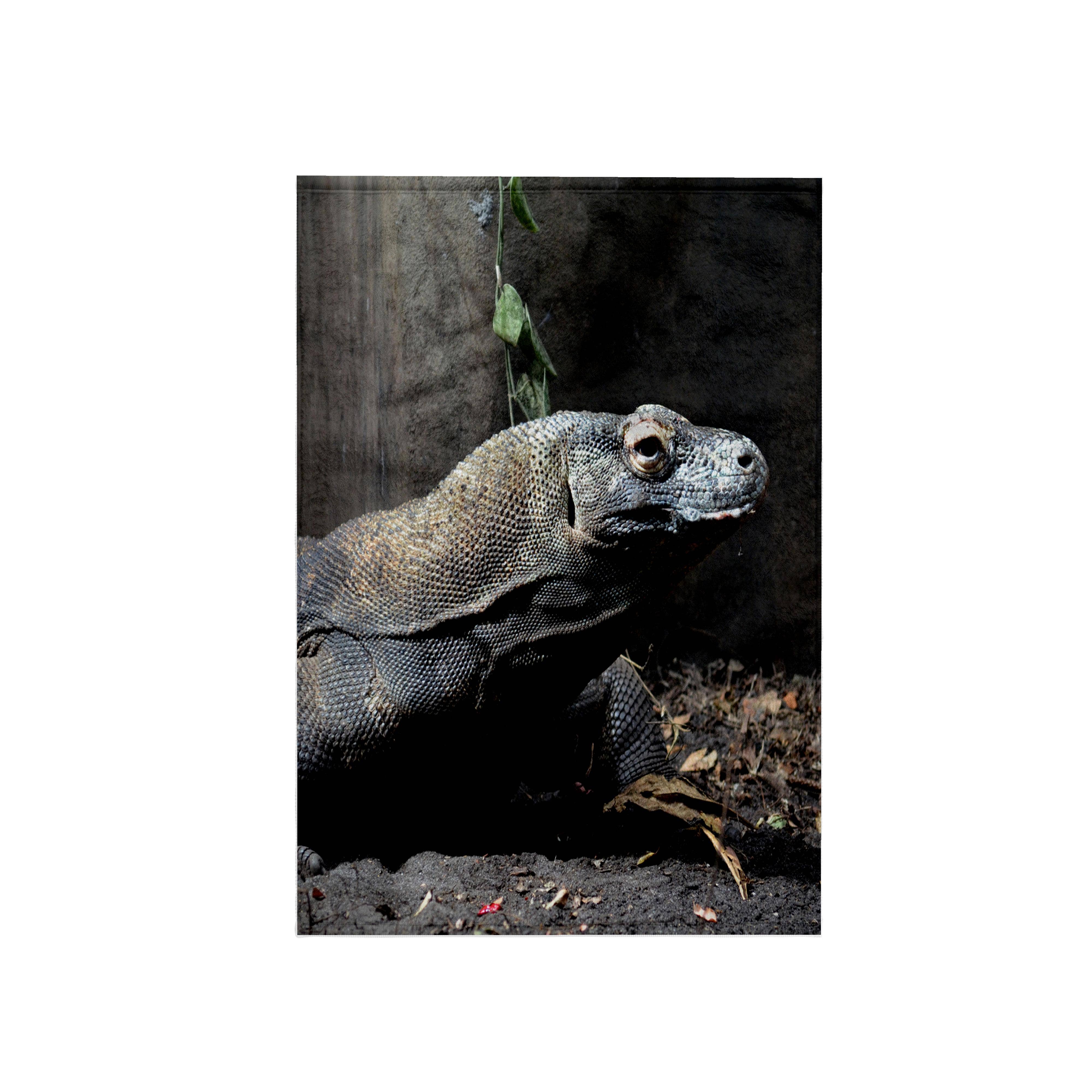 3dRose, komodo dragon looking right, Towel and other Wholesale herenmode for your store trending on Faire.