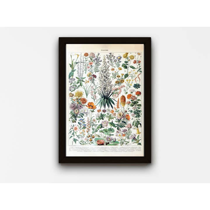 Fleurs B von Adolphe Millot (Französisch Blumenposter II) für den Großhandel von Rock Paper Scissors Wall Art