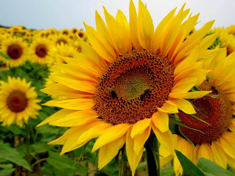 Bee Kind Australia - Wholesale Plant seeds - Sunflower Gnome - Giant Sunflower Seeds1