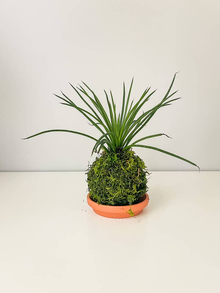 Agave Hedge Hog Kokedama (House Plant Wrapped in Moss) for wholesale by White Stable Farms