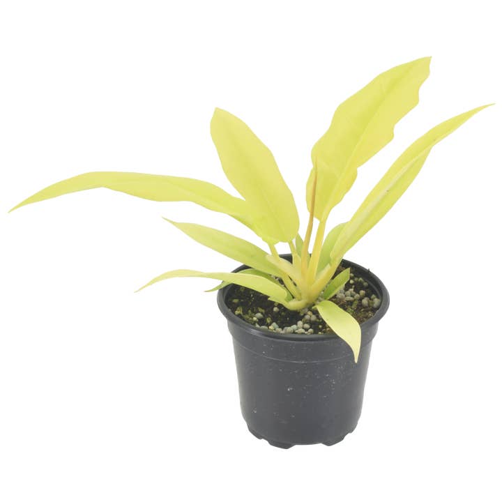 Philodendron Golden Crocodile 4 inch Grower Pot for wholesale by Arcadia Garden Products