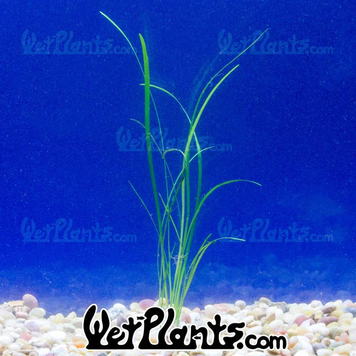 Wetplants - Wholesale Live Plant - Sagittaria Narrow2