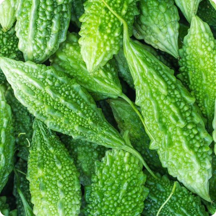 Bitter Melon Herbal Tincture for wholesale by Daydream Organics | Prairie Doctor Brand