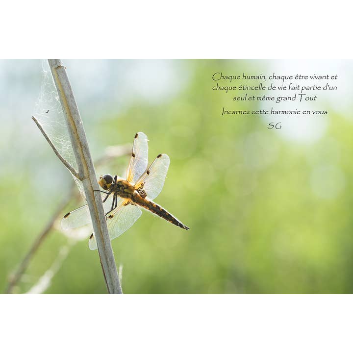 Fiamma della vita per la vendita all'ingrosso da parte di L'Ecriture D'Un Regard