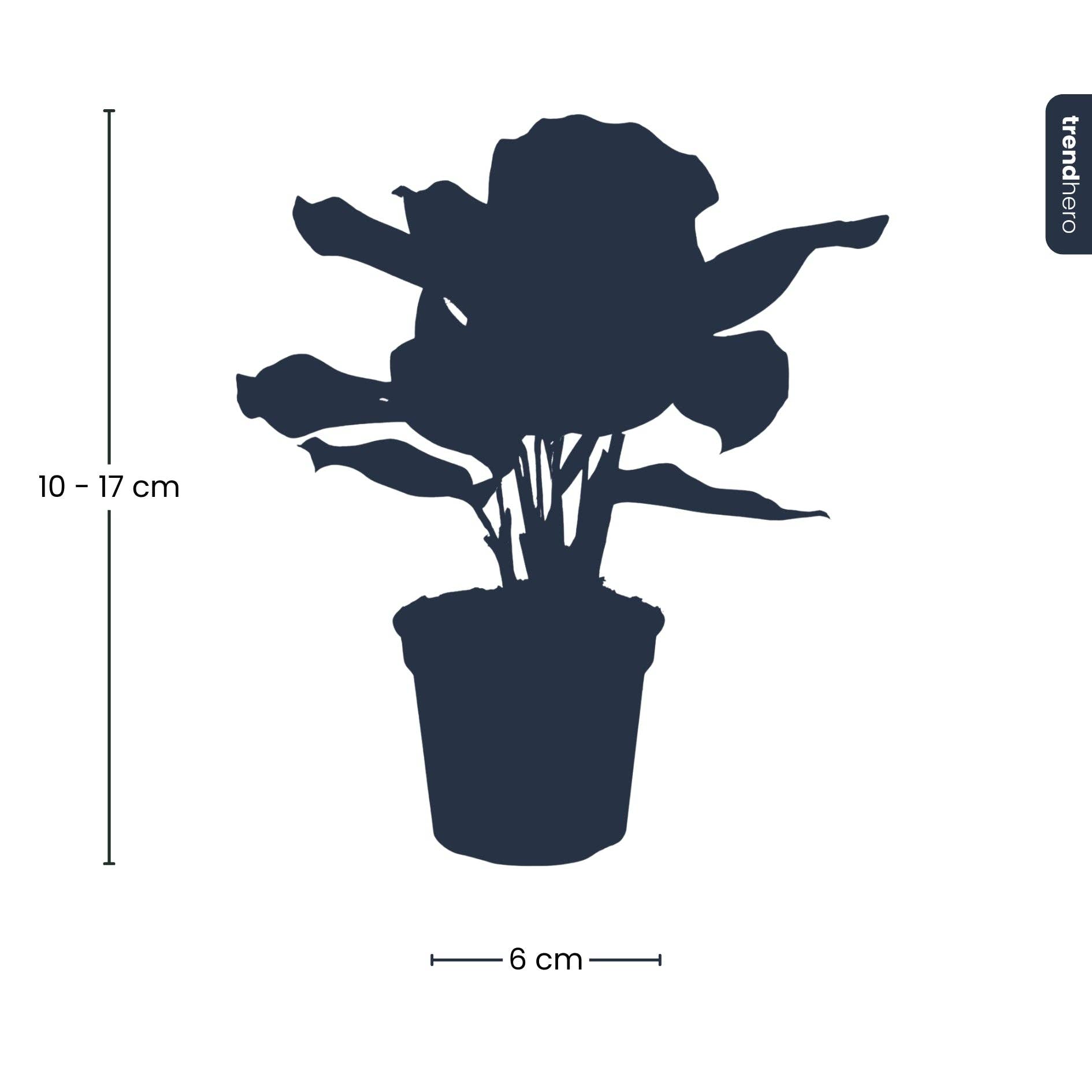 Trendhero.nl/b2b - Wholesale Live Plant - Calathea Makoyana - Peacock plant - Terrarium plant3