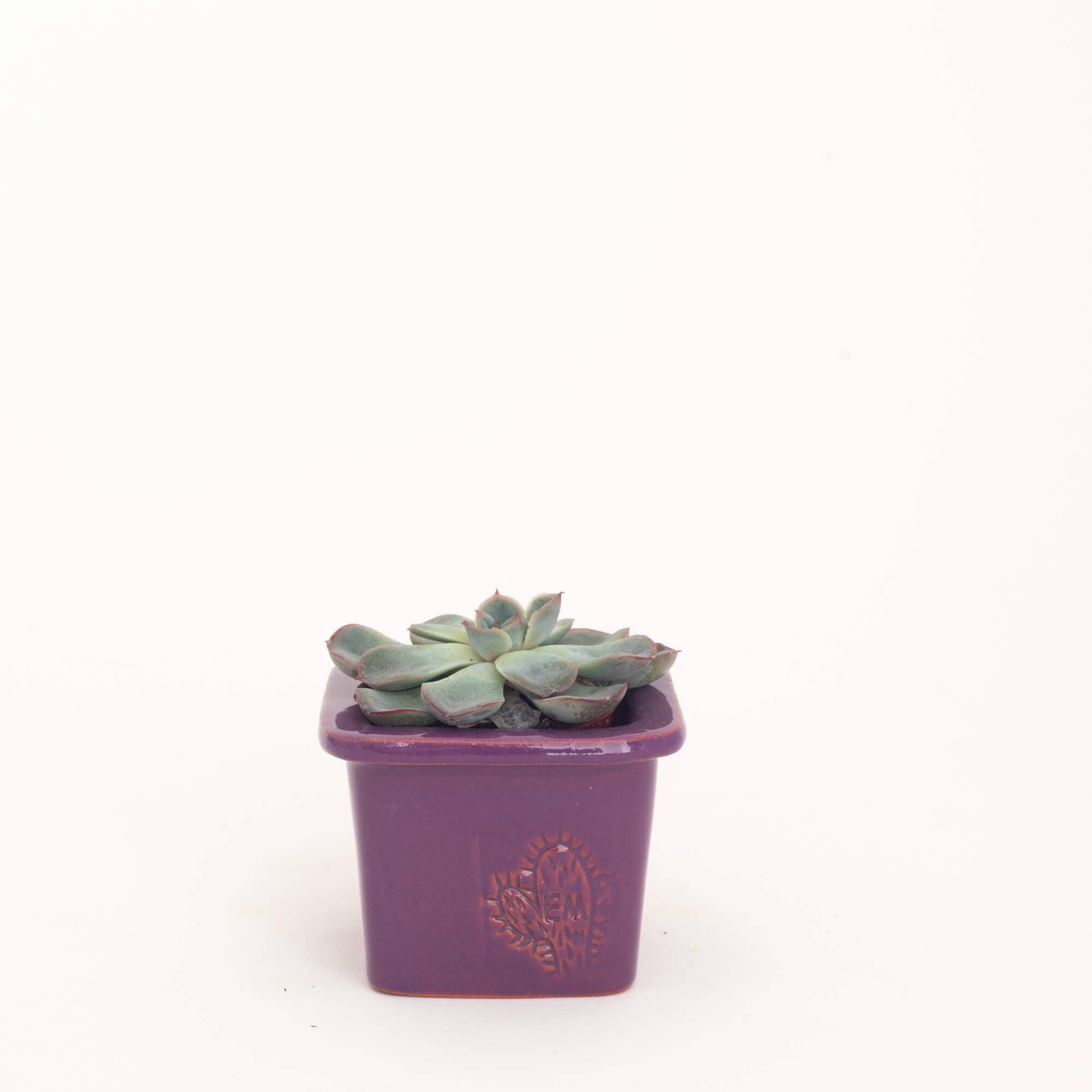 Vasos Quadrados by EM – Vaso de plantas por atacado – VASO QUADRADO MINI 6x6 - BRILHO30