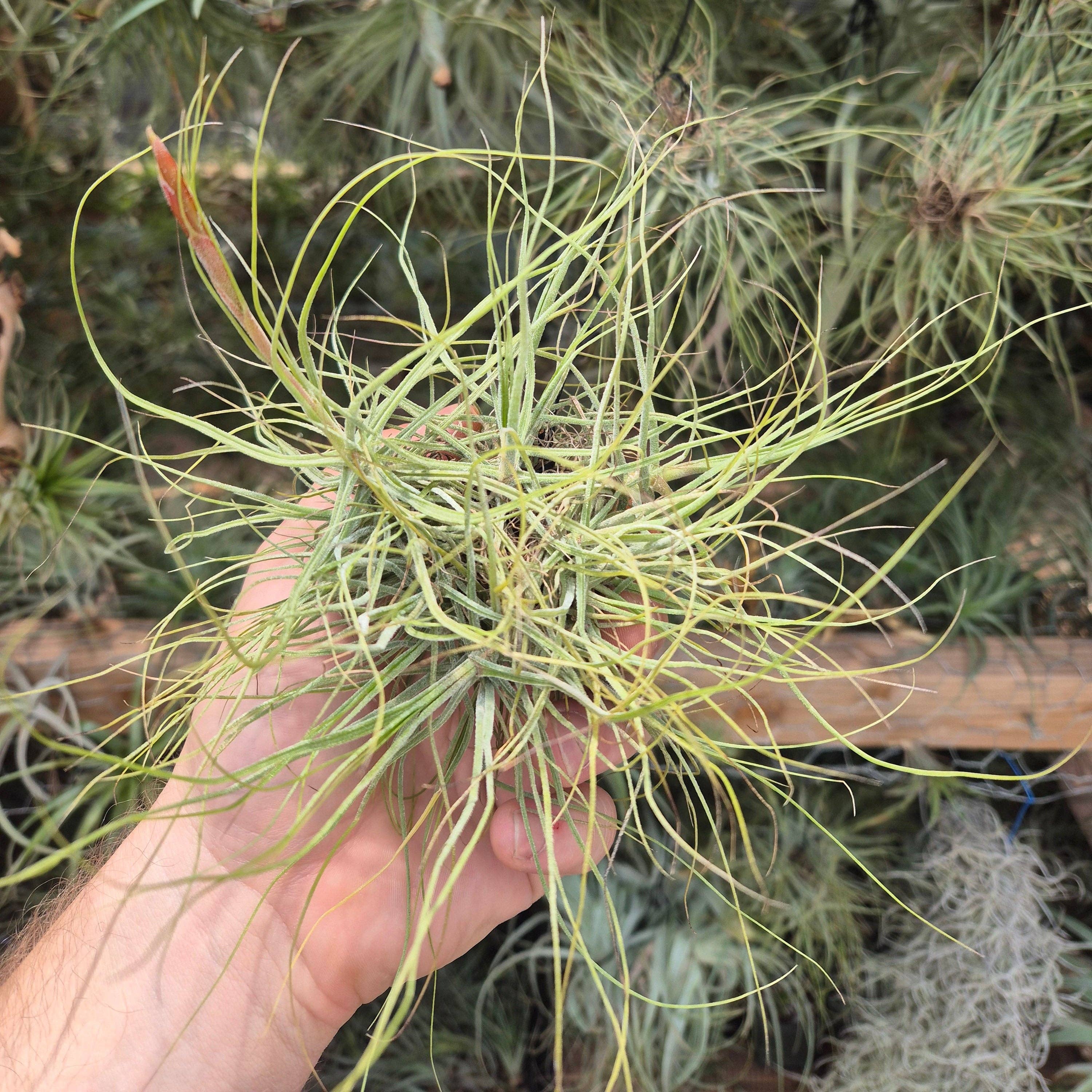 Airplant Direct - Vente Plante - Tillandsia Schiedeana en grappe suspendue0