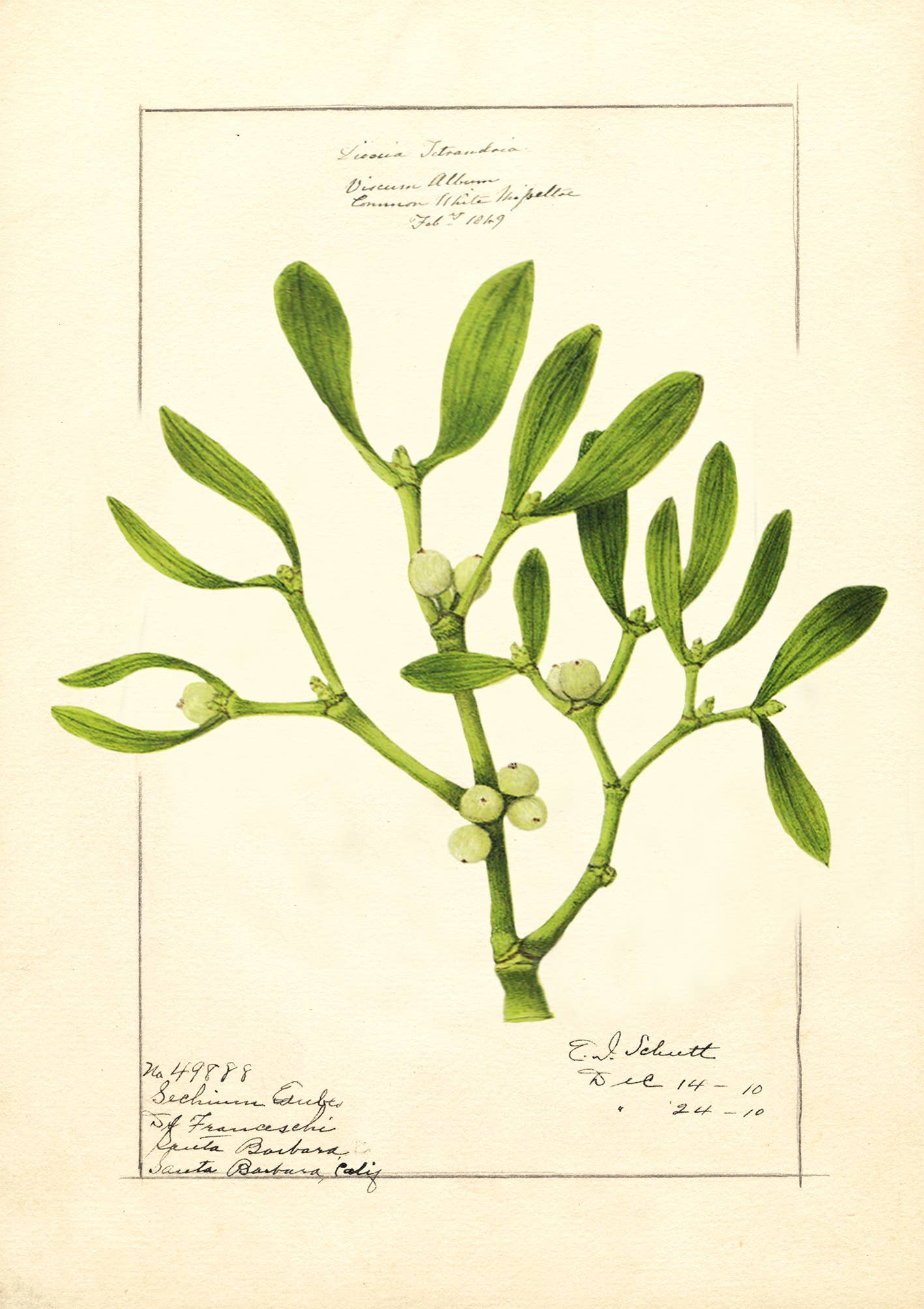 Madame Treacle – wholesale Christmas card – XM115P ~ Christmas Card1