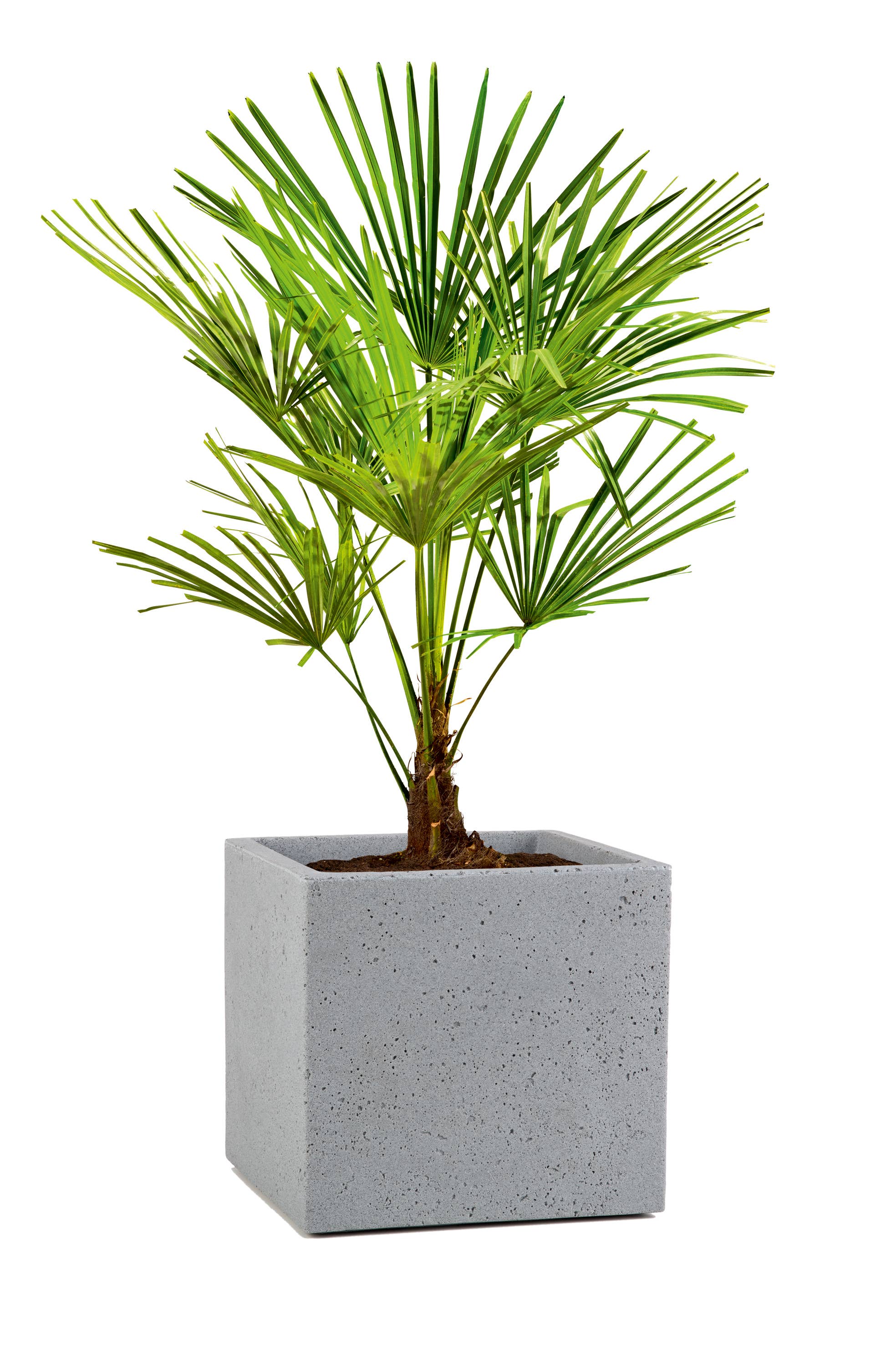 Scheurich - Wholesale Plant Pot - C-Cube 240 plastic flower pot/planter13