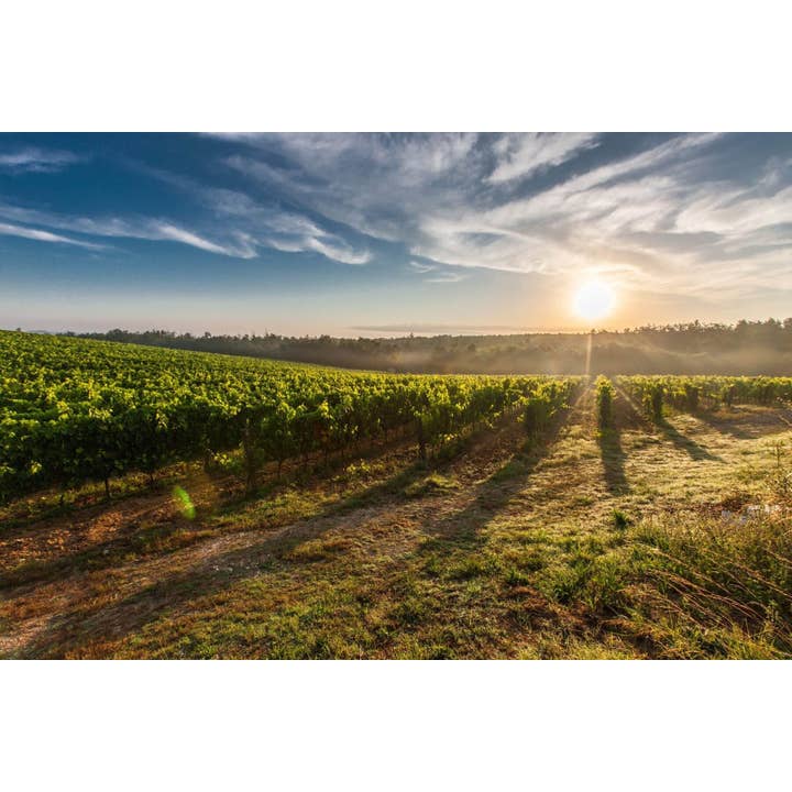 Coombsville California Cool Case for wholesale by COAST by ALLY Wines