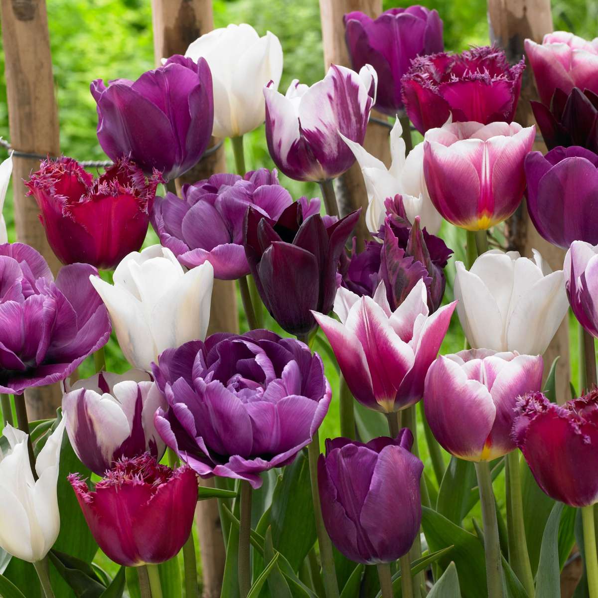 Oasis of Life - Wholesale Live Plant - Tulip bulbs 35 pieces – Tulipa Blueberry – Purple-Violet Garden Tulips – Flower bulbs for beds, balconies & pots – Spring bloomers – Hardy tulips with intense flower color1