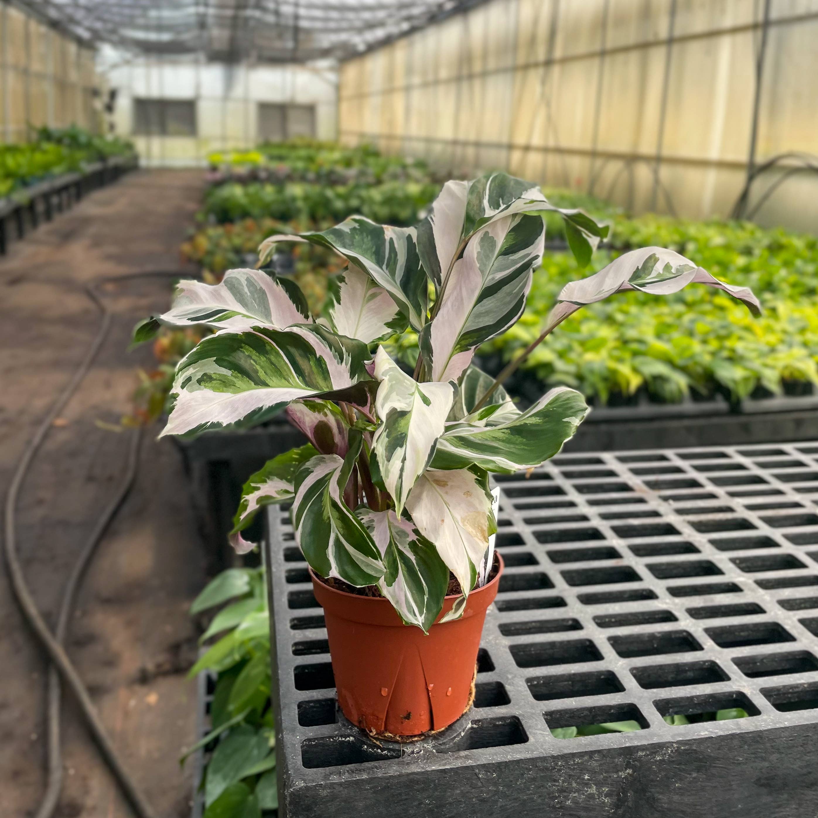 Thorsen's Greenhouse - Wholesale Live Plant - Calathea 'Stella' - Live Plant2