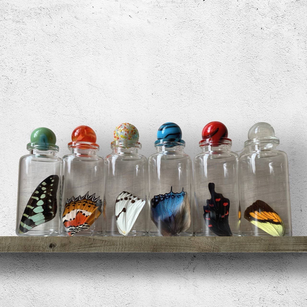 Isms - Wholesale Decorative Tabletop Object - Real Standard Butterfly Wing in Glass Bottle12