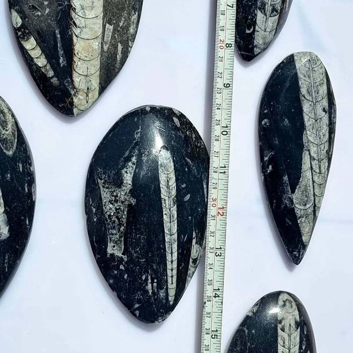 Distinction Crystals - Wholesale Spiritual Stone/Crystal - Orthoceras Fossil Decorative Stone1