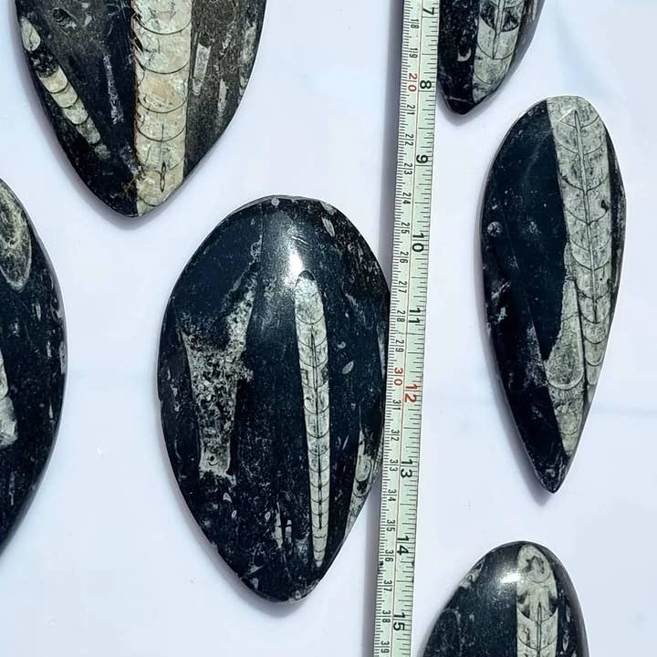 Distinction Crystals - Wholesale Spiritual Stone/Crystal - Orthoceras Fossil Decorative Stone1