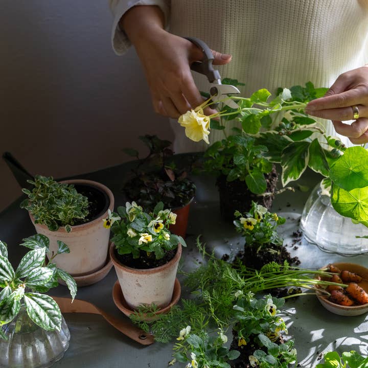 Japanese Floral Clippers, 3 Colors for wholesale by The Floral Society