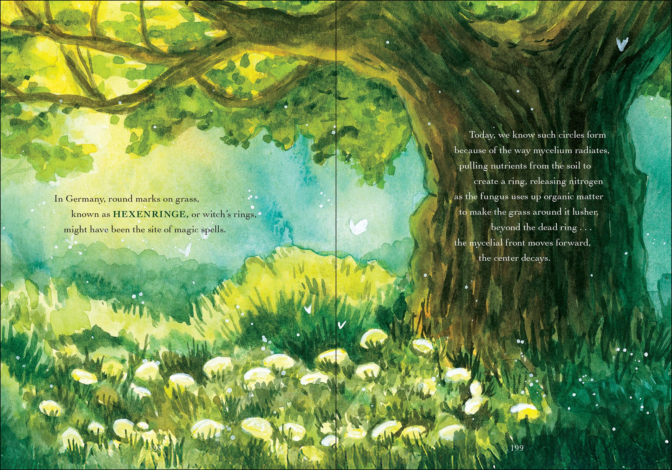 AdventureKEEN - Wholesale Nature & Outdoors - Wonder of Mushrooms11