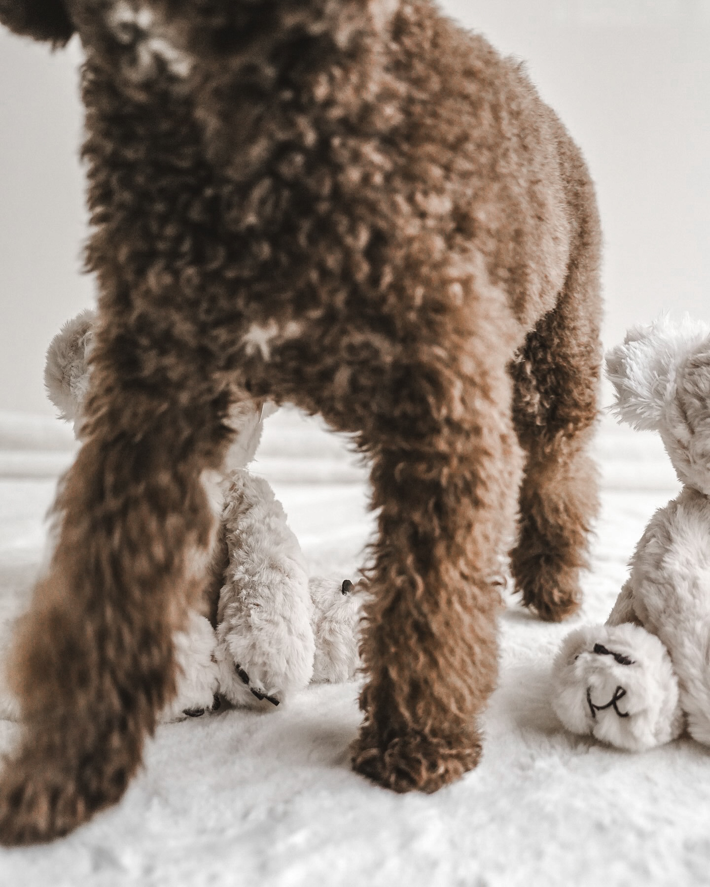 Fur Elise Pets - Wholesale Pet Plush Toy - Dog - Koko Maxi Plushie13