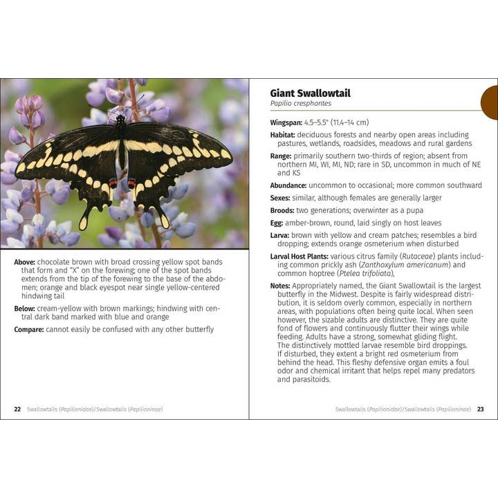 AdventureKEEN - Wholesale Nature & Outdoors - Butterflies of the Midwest Field Guide2
