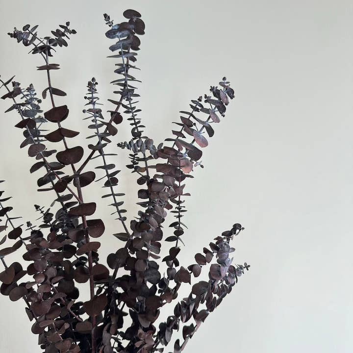 Flowrette - Wholesale Dried/Pressed Flowers - Eucalyptus Baby Bordeaux Boot