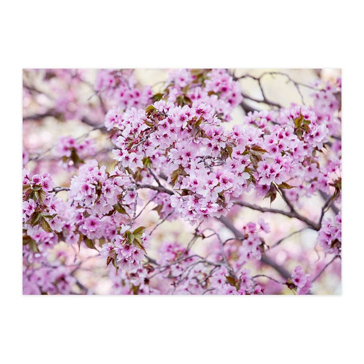 Tarjeta postal "Milagro de primavera" para venta al por mayor de paruspaper. nutzfeine papeterie