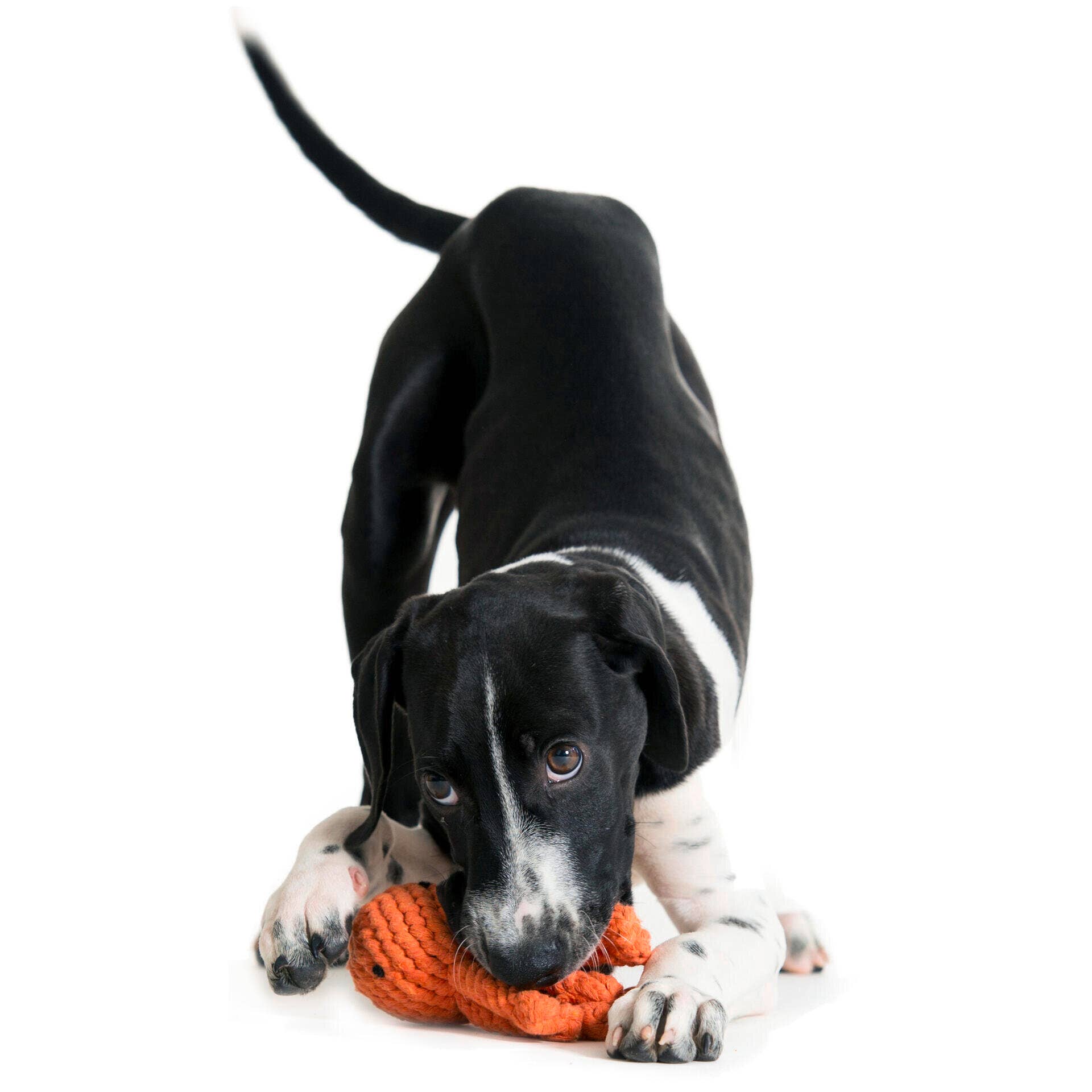 LABONI - Volentis GmbH – Corda - Cão por atacado – THADDÄUS TENTÁCULOS – Diversão com oito braços8