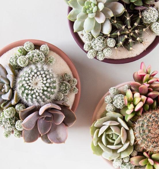 Momma Pots - Wholesale Plant Pot - 9" Pedestal Home and Garden Bowls17