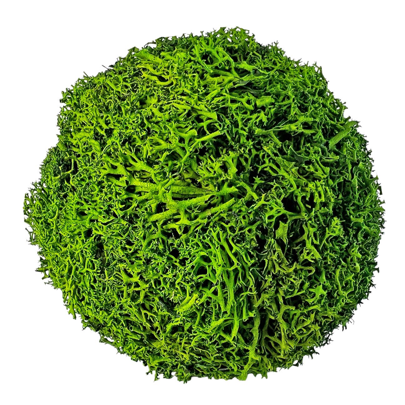 2626 Designs - Wholesale Dried/Pressed Flowers - Box of 3 Preserved Decorative Boxwood Cockscomb Topiary Ball1