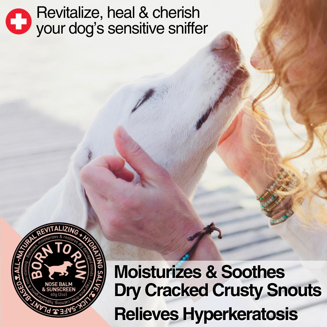 BORN TO RUN DOGS - Wholesale Pet Balm - Dog - Healing Soothing NOSE BALM & Cold Wind Sun Protection 60g2
