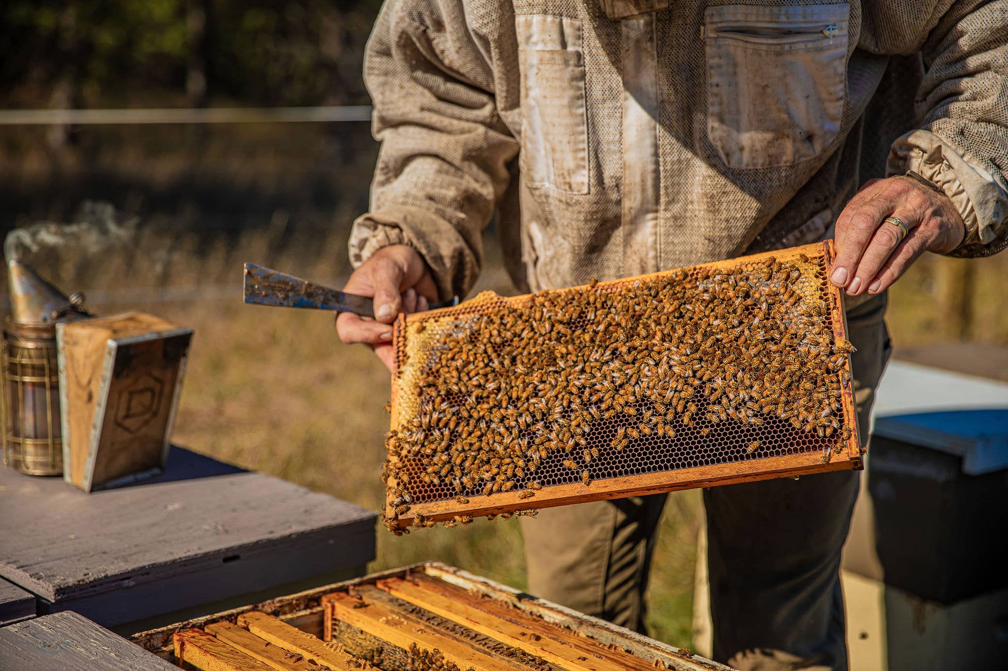 Hindu Hillbilly Honey – Großhandel Honig – Roher Knapweed- und Wildblumenhonig3