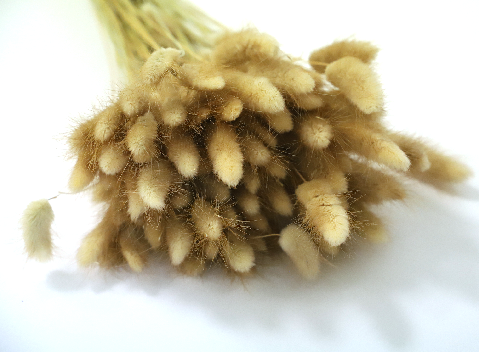Kunstharz.Art – wholesale Dried/pressed flowers – Dried Flower Bouquet as Gift and Home Decoration Bunny Tails - Boho Style - Lagurus3
