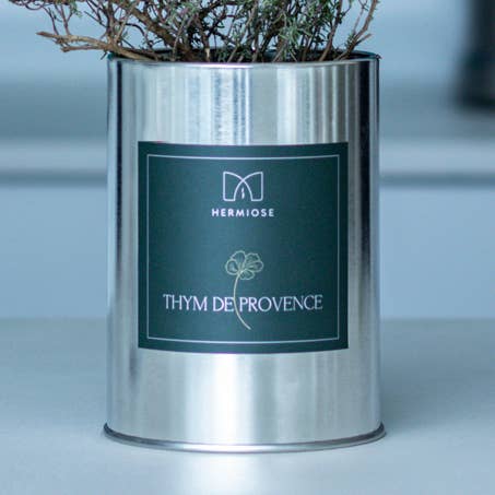 Pronto per crescere - Timo di Provenza per la vendita all'ingrosso da parte di Hermiose