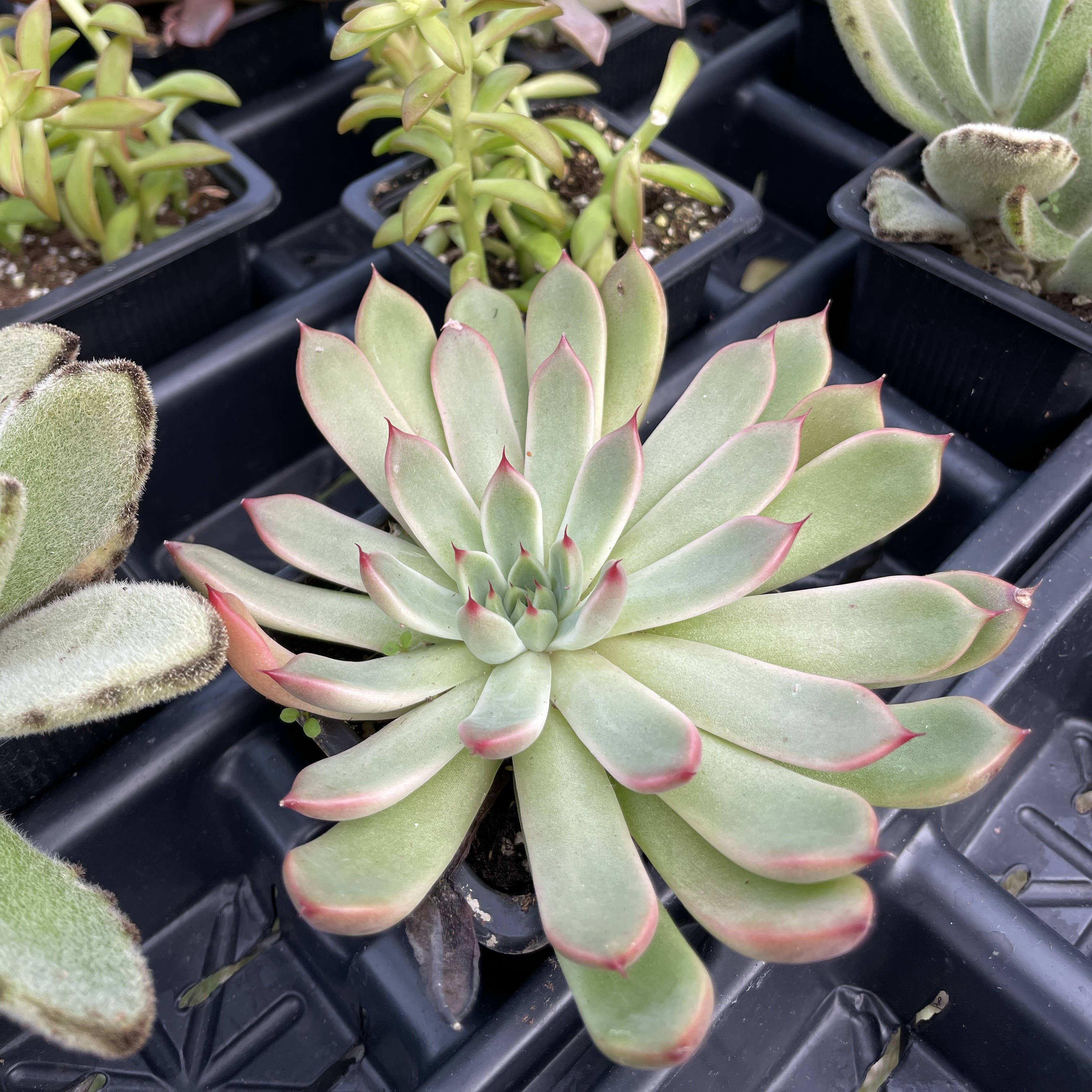 Thorsen's Greenhouse - Vente Plante - Plante Grasse Variée - Plante Vivante7