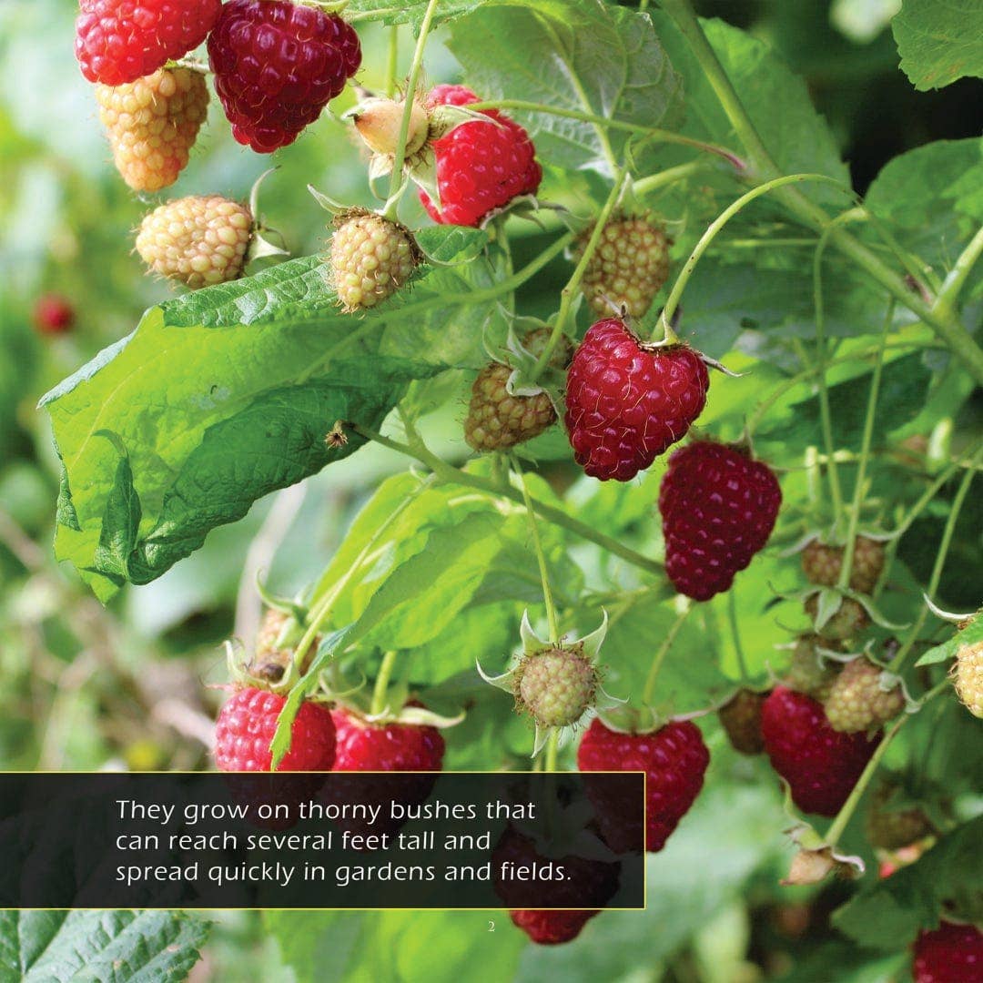 My Incredible World – wholesale Natur och friluftsliv – Hallon! En Min Otroliga Värld Bilderbok för Barn2