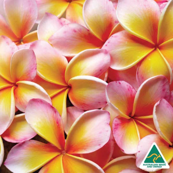 Silk oil of Morocco - Wholesale Jar/filled candle - Frangipani - Amber Natural Soy Candle1