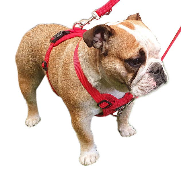Miro & Makauri – wholesale Pet harness – Dog – Dog Training Harness - the Miro & Makauri 'Adventurer' Harness3