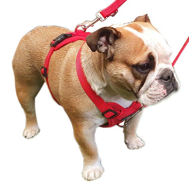 Miro & Makauri - Wholesale Pet Harness - Dog - Dog Training Harness - the Miro & Makauri 'Adventurer' Harness3