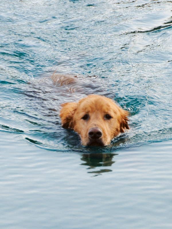 Q150 - Dog Paddle for wholesale by Stonehenge Designs