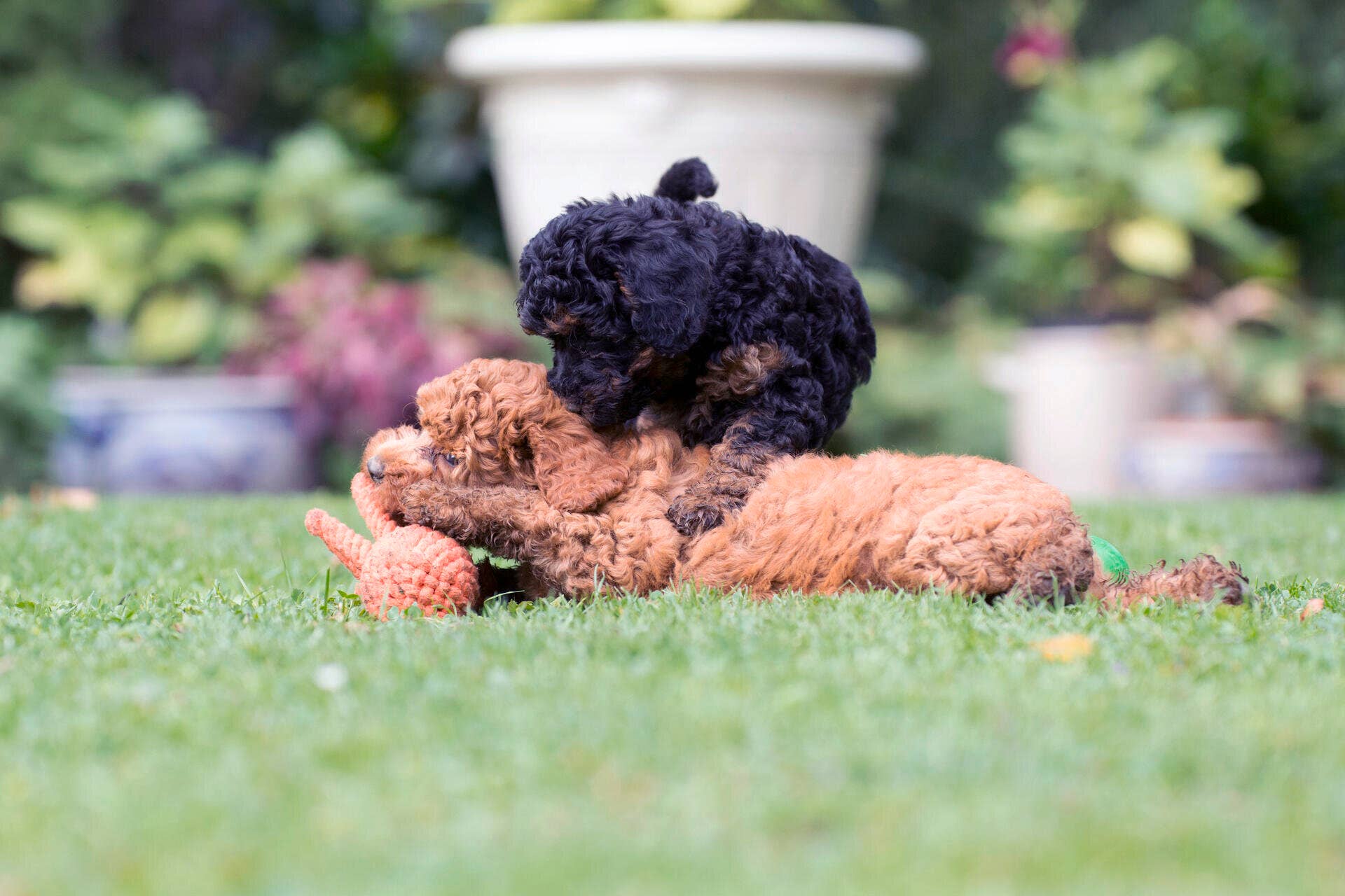 LABONI - Volentis GmbH – Corda - Cão por atacado – THADDÄUS TENTÁCULOS – Diversão com oito braços7