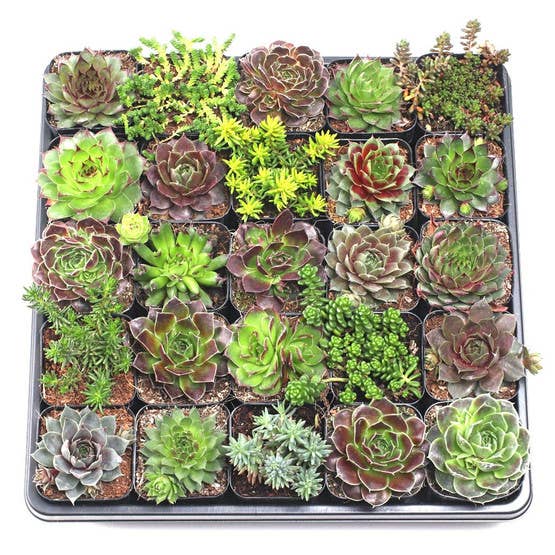 Mountain Crest Gardens - Wholesale Succulent - Hardy Outdoor Succulents 20-Pack (20 Varieties, 2" Pots)
