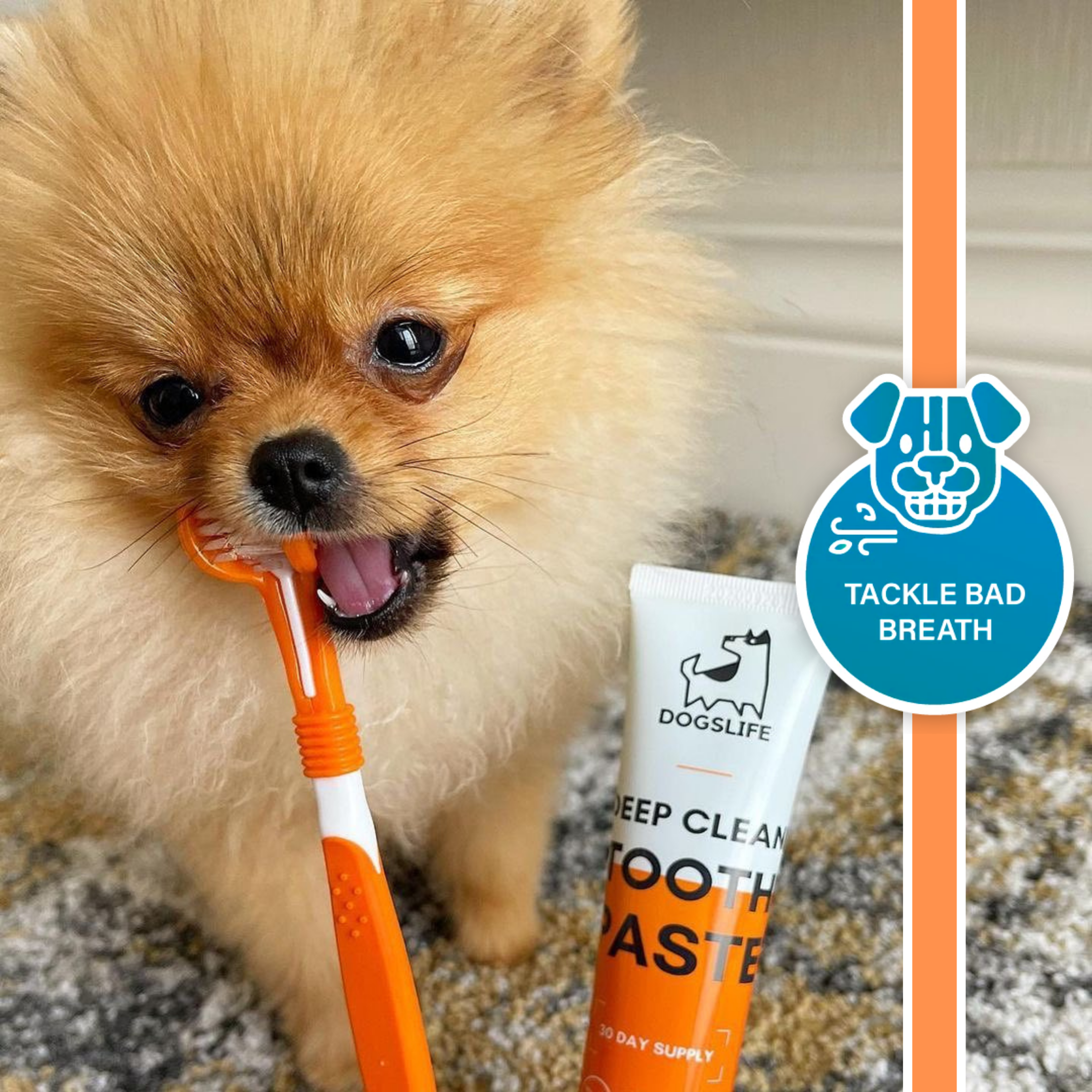OurPetsLife - Vente Dentifrice – chien - Set de dentifrice et brosse à dents pour chien9