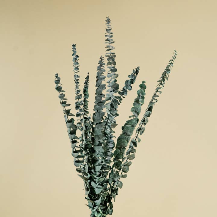 Satin Washed Eucalyptus - Kelly Green for wholesale by Sola Wood Flowers