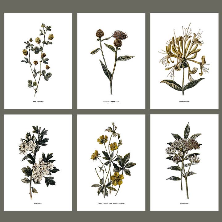 Coultura - Wholesale Gallery Wall Set - Framed Vintage Botanical Floral Wall Art Prints: Set Of Six7