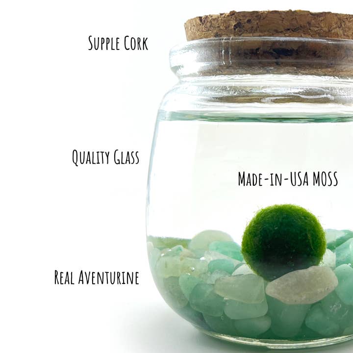 Moss Amigos | Moss Ball Terrariums - Wholesale Live Plant - Medium Marimo Moss Ball Terrarium with Aventurine Gemstones