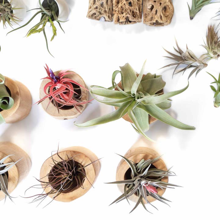 Air Plant Shop - Wholesale Retailer Display - Home & Living - Retail-Ready Easy Table Display Variety Bundle1