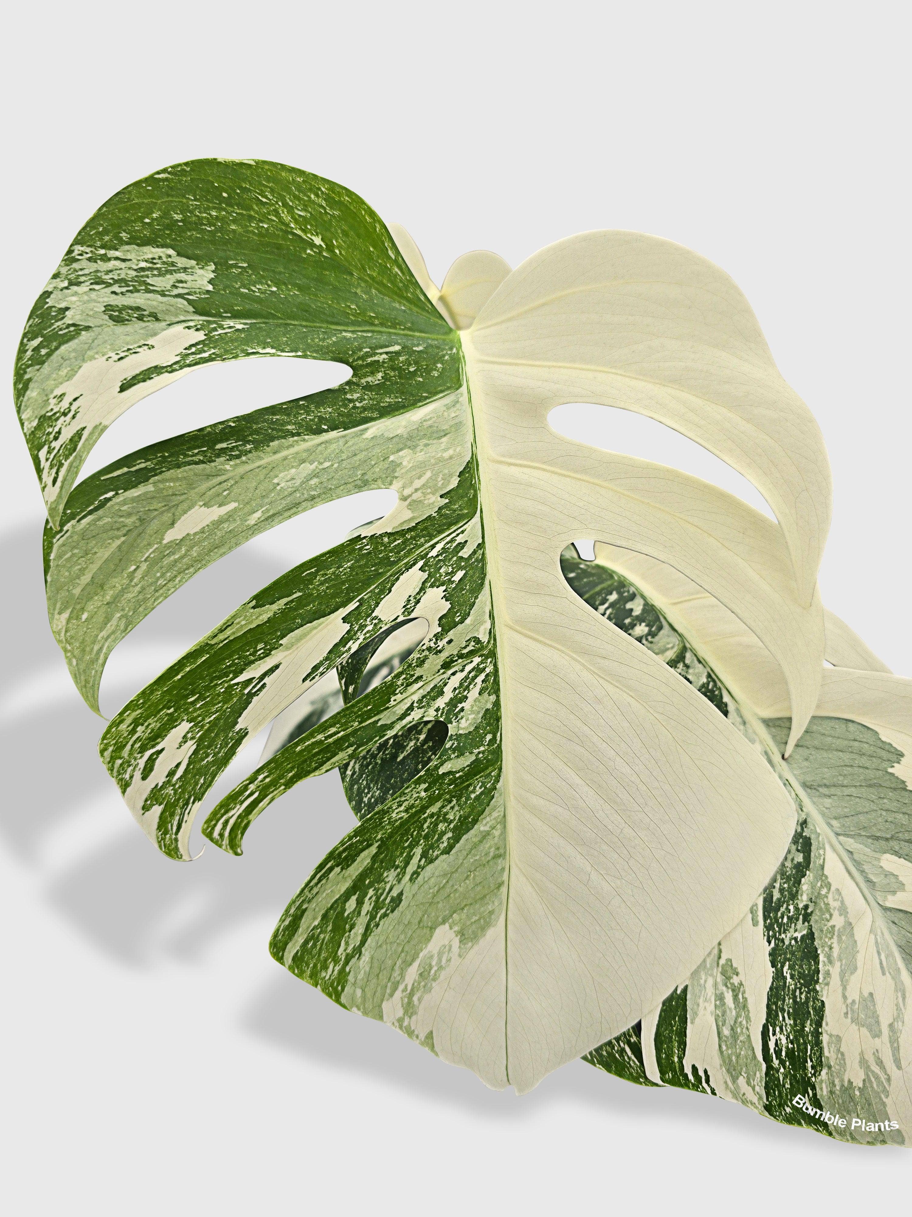 Bumble Plants - Vente Plante - Monstera Borsigiana Variegata Albo (Plante Mère Mature)10