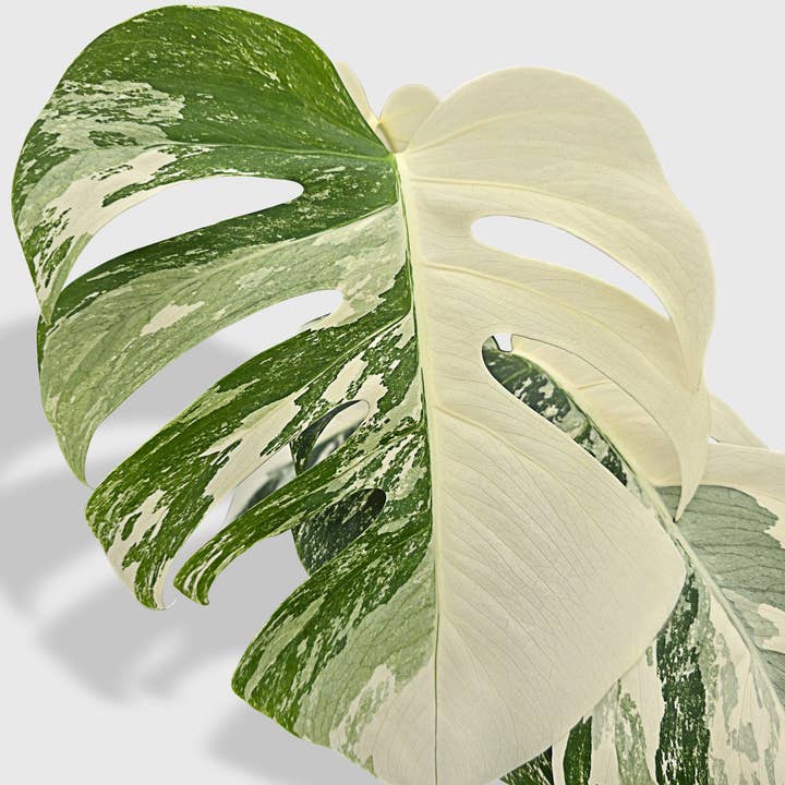 Bumble Plants - Vente Plante - Monstera Borsigiana Variegata Albo (Plante Mère Mature)10