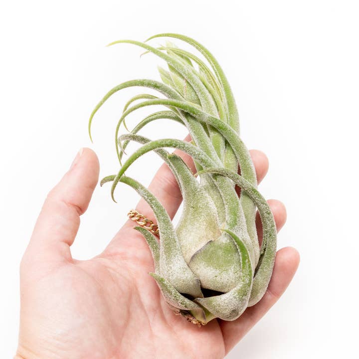 Tillandsia Seleriana Air Plants for wholesale by Air Plant Shop