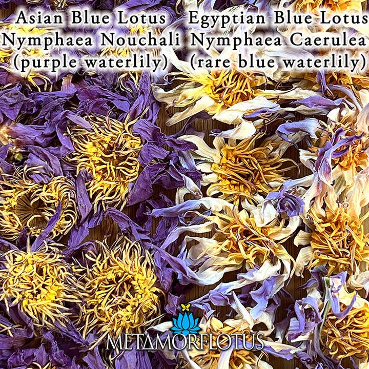 METAMORFLOTUS – wholesale Löst te – Egyptisk äkta blå lotusblomma te